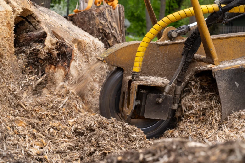 The 5 best stump grinding services in Solingen – Removing unwanted tree stumps below ground level